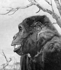 Как мы произошли от обезьяны: теория Дарвина о происхождении человека